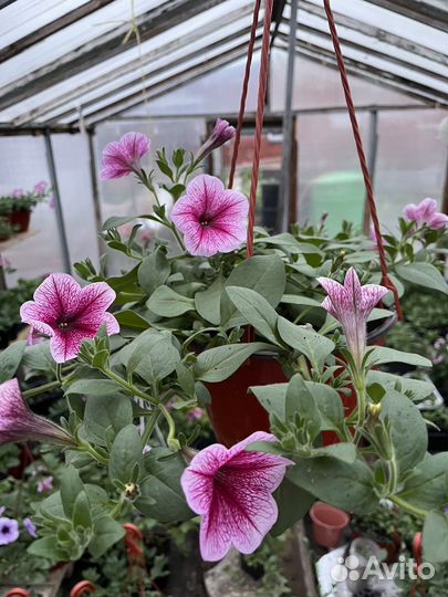 Рассада капусты