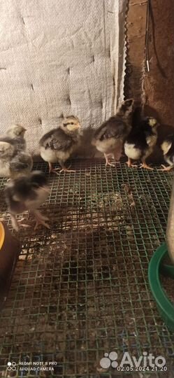 Породные цыплята Борковская Барвистая