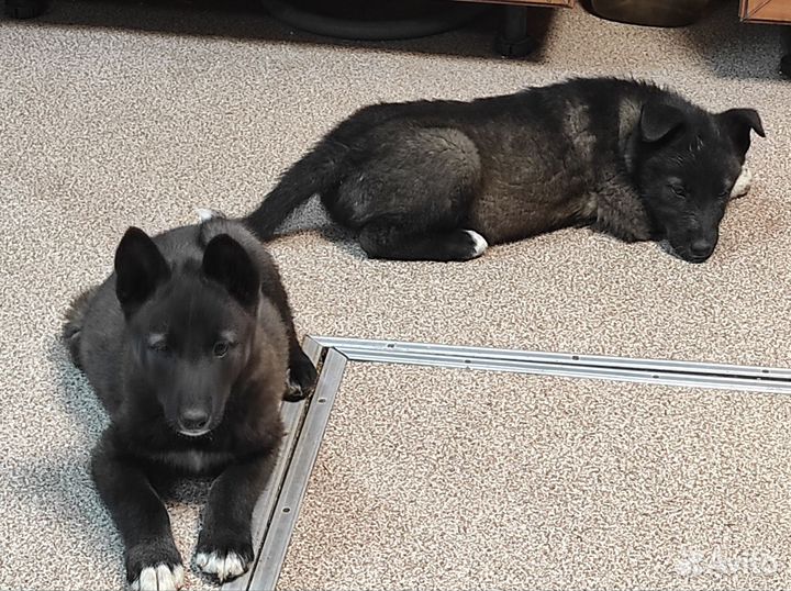 Помесь лайки