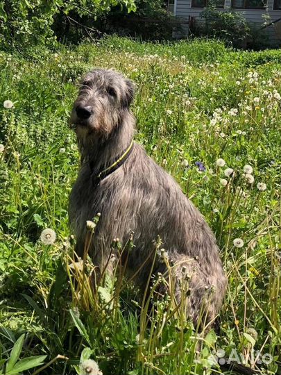 Услуги кинолога-зоопсихолога