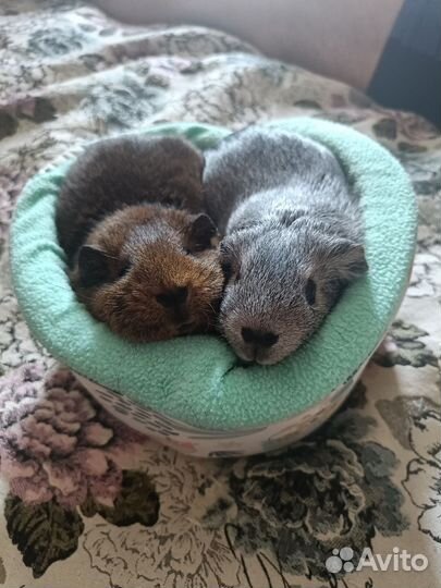 Морская свинка