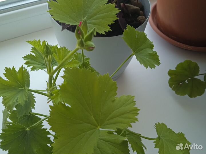 Пеларгония герань