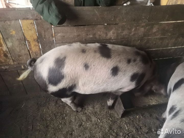 Мясо,Домашние