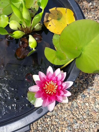 Декор для пруда