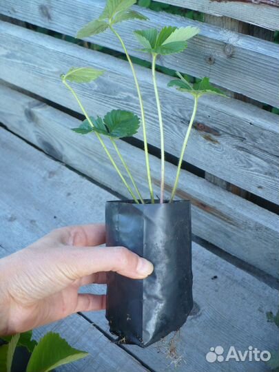 Рассада клубники