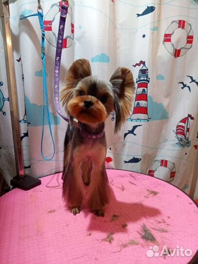 Услуги грумера. Стрижка собак