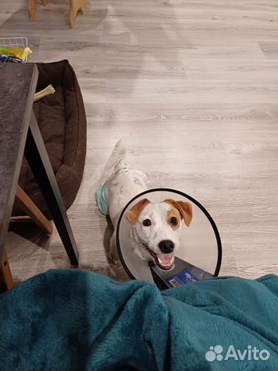 Джек Рассел Терьер