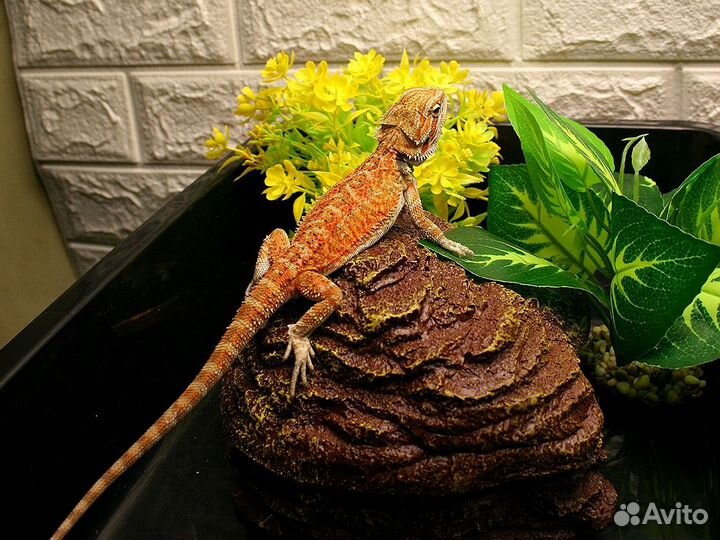 Бородатые агамы