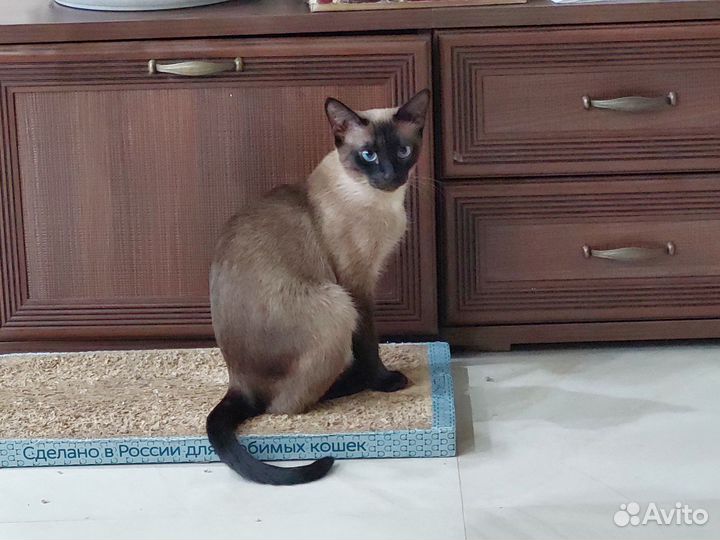 Сиамская кошка ищет кота для вязки