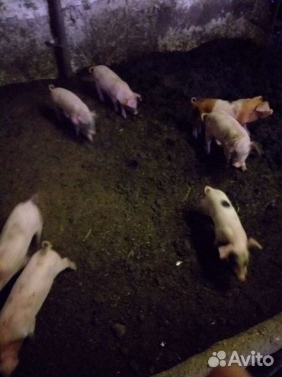 Поросята