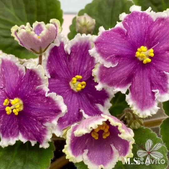 Детки сортовых фиалок