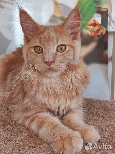 Красавчик ласкуша Геркулес