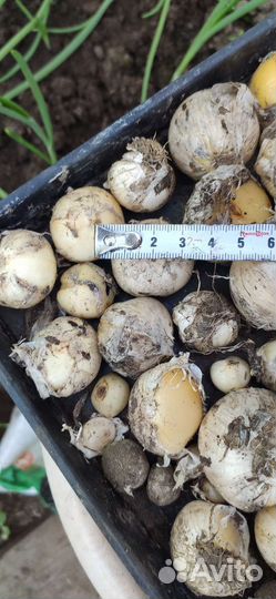 Лук декоративный