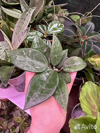 Хойя,часть 7