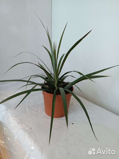 Пальма Драцена