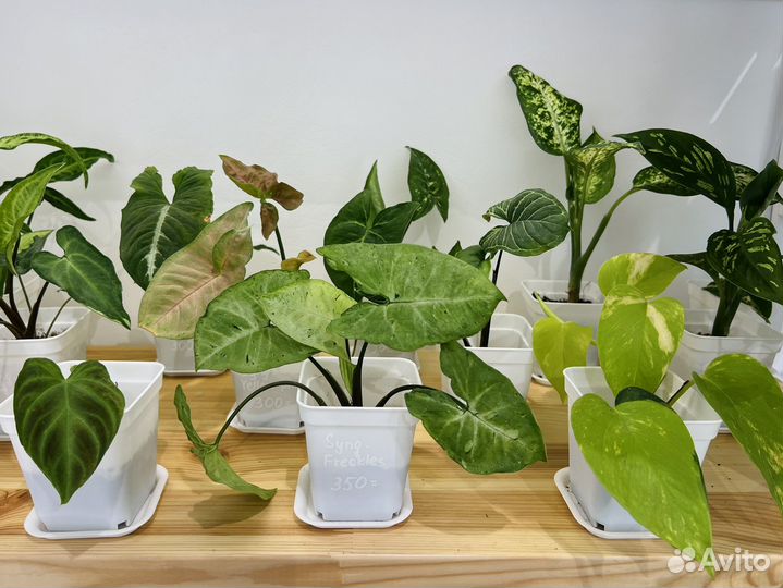 Эпипремнумы, сингониумы, сциндапсусы и др