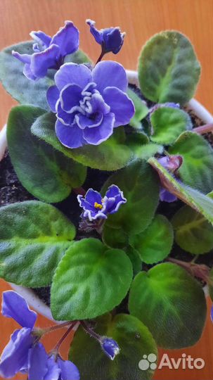 Фиалка в горшках