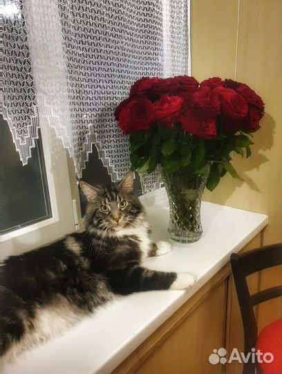 Мейн-кун вязка