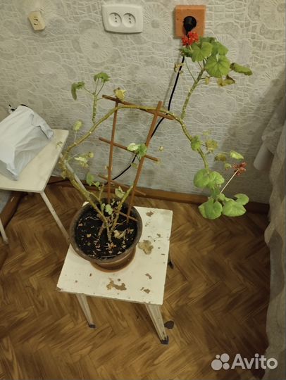 Комнатные цветы бесплатно