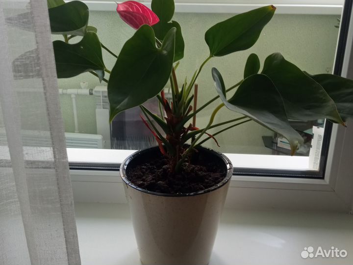Комнатные цветы антуриум