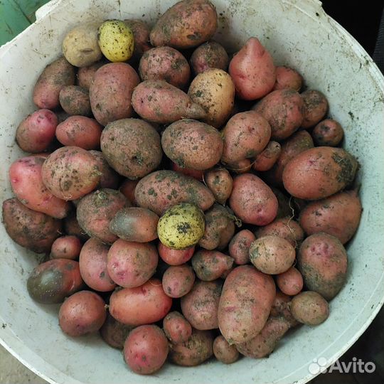 Картофель мелкий
