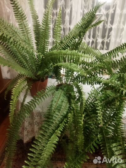 Папоротник комнатный