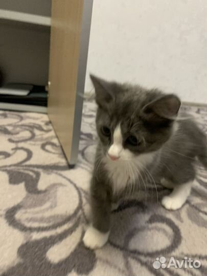 Котенок мальчик в добрые руки