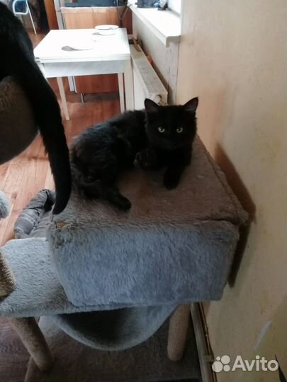 Котячьи подростки