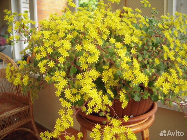 Аихризон, мирт, аглаонема, цветы- талисманы