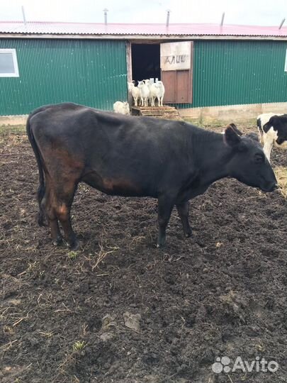 Корова дойная, бык, телята