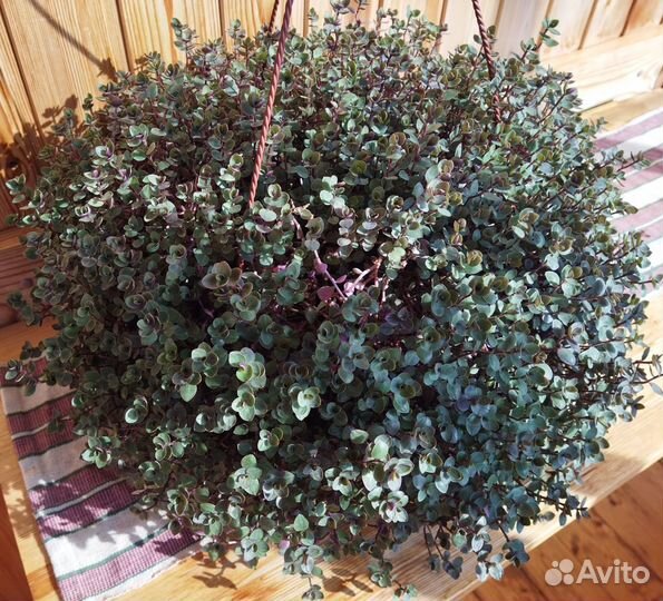 Комнатные растения