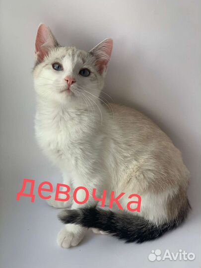 Бездомные котята