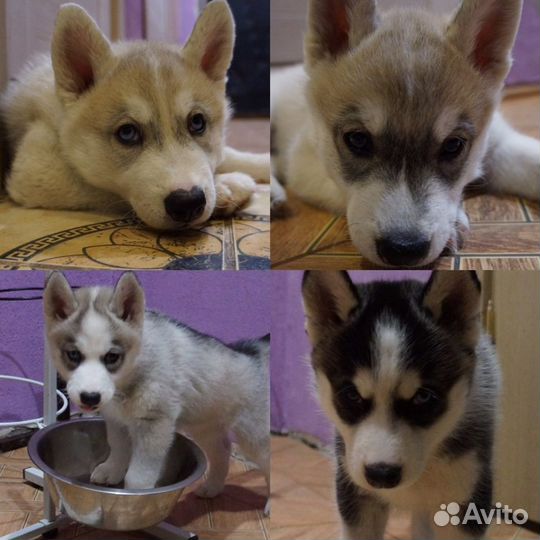 Вязка хаски