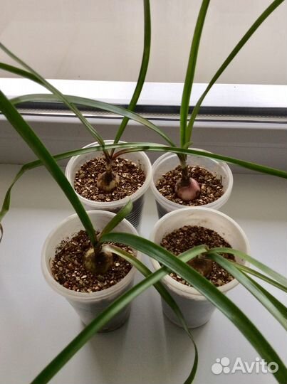 Зефирантес Пинк (розовый)