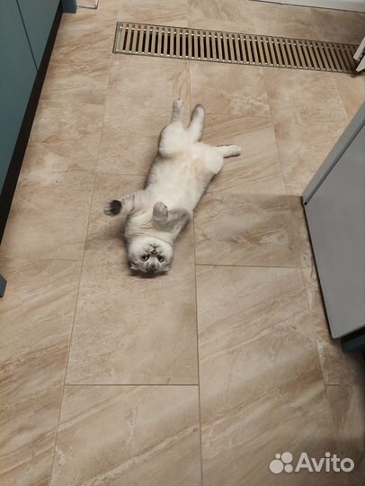 Шотландская вислоухая кошка бесплатно