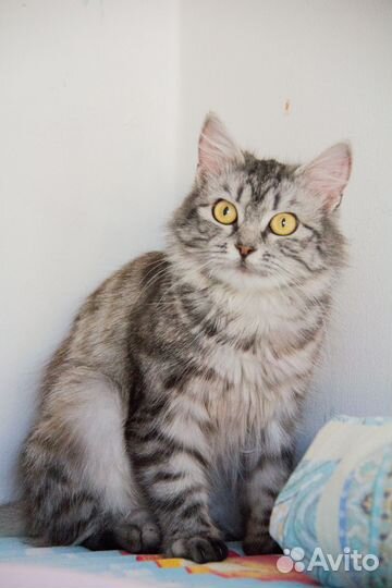 Котенок в добрые руки