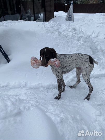 Курцхаар вязка