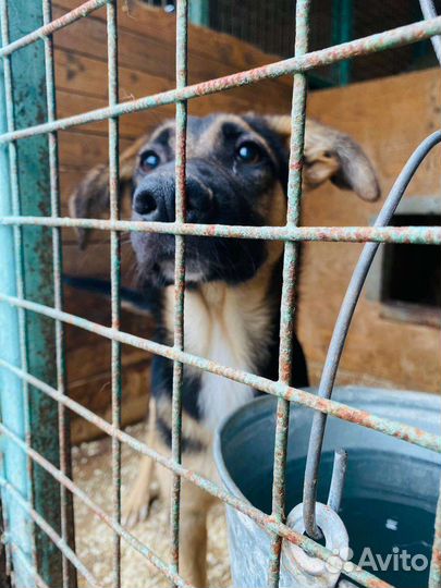Джун.малышка ждёт тебя в приюте