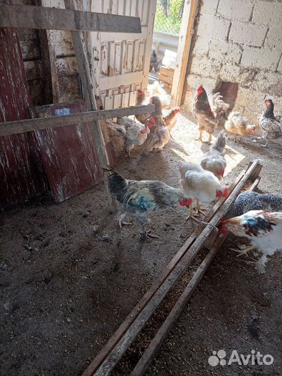 Петушки и индюшки