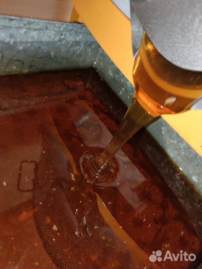 Мёд Алтайский - предгорье - 2023