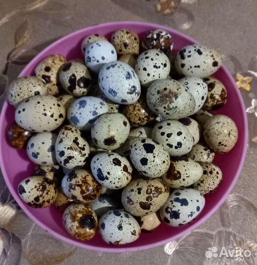 Мясо перепелки