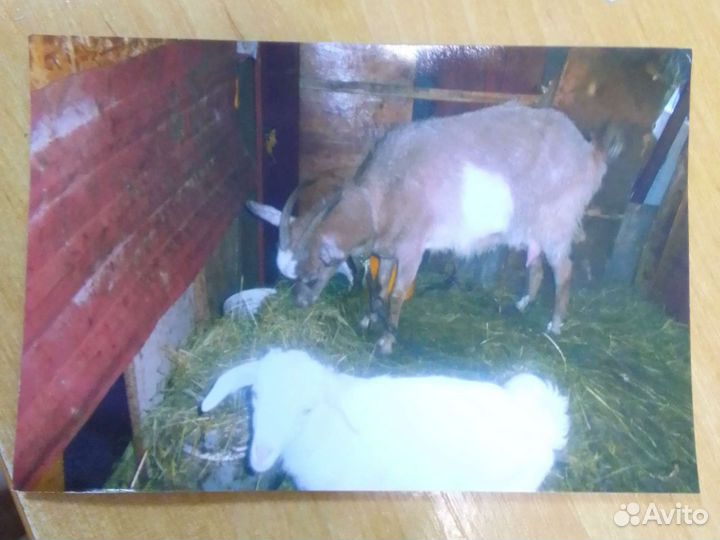 Коза заянская