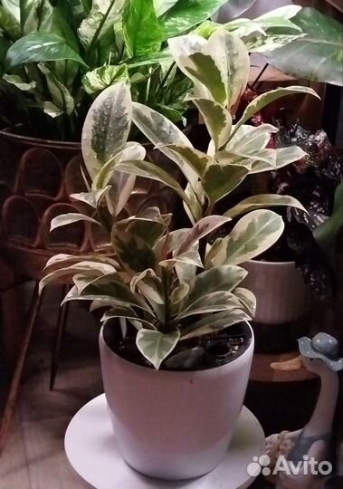 Фикус Мелани вариегатный