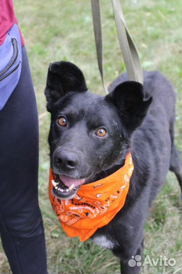 Серьезный и милый песик ждет своих родителей