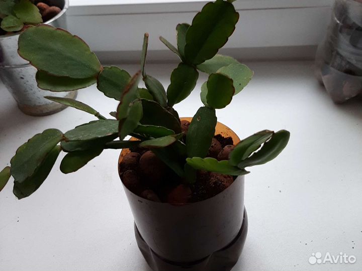 Цветы декабристы