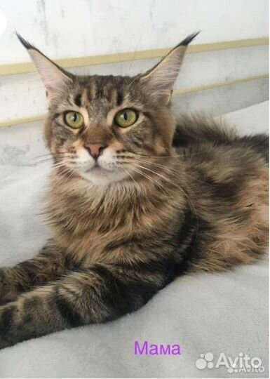 Котята мейн-кун