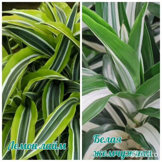 Драцены сортовые