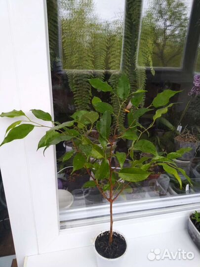 Фикусы Эстер