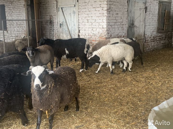 Баранчики на племя (помесь дорпер )