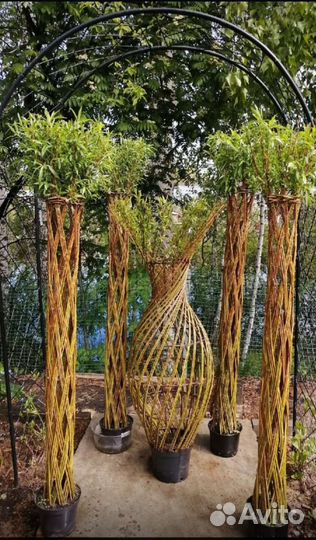 Ива плетеная